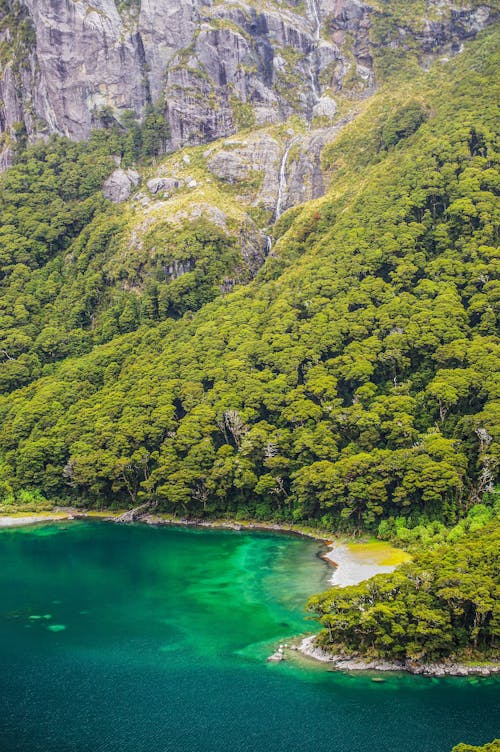 View of a Coastline with Turquoise Water, a Forest and Rocky Cliff