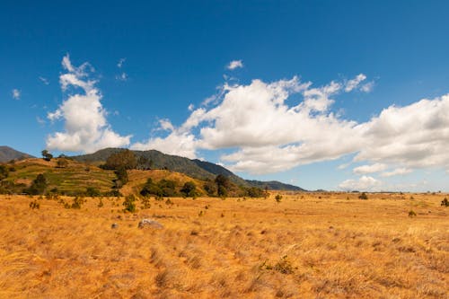 View of a Field with Dry Grass and Green Mountains in the Background 