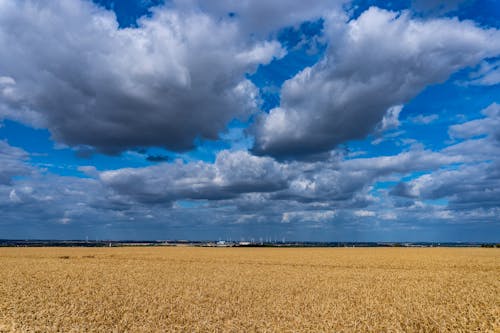フィールド, 小麦, 空の無料の写真素材