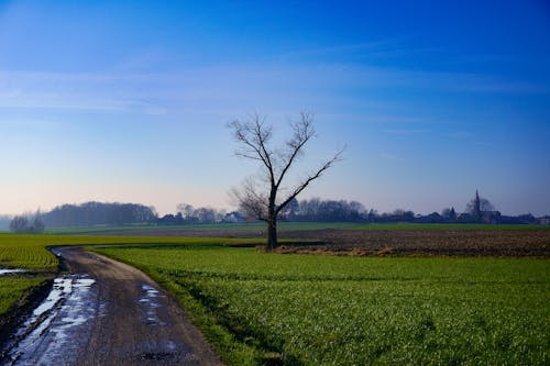 Bare Tree on Field near Dirt Road