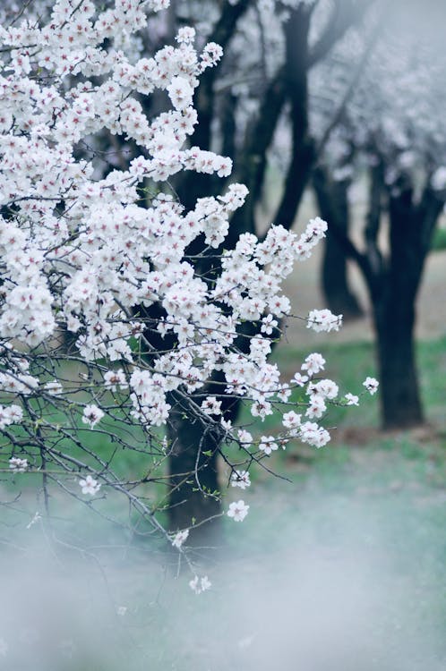 White Cherry Blossoms