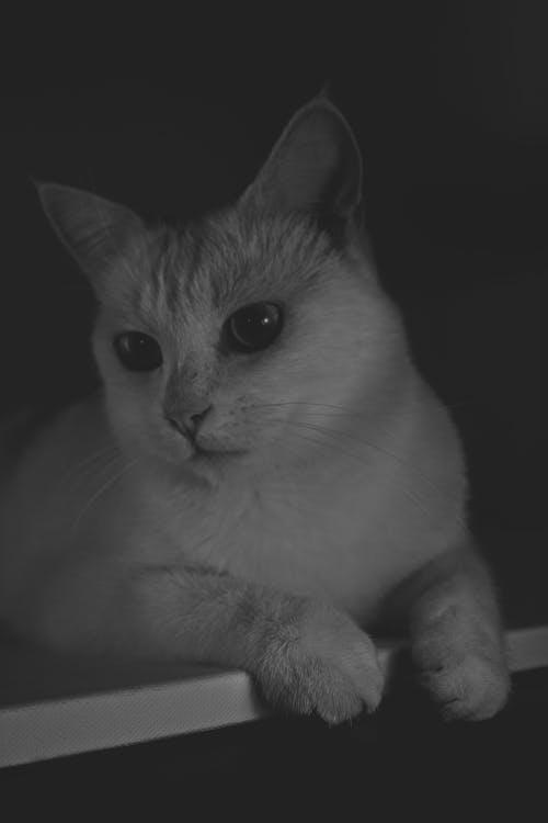 短毛貓的灰度攝影