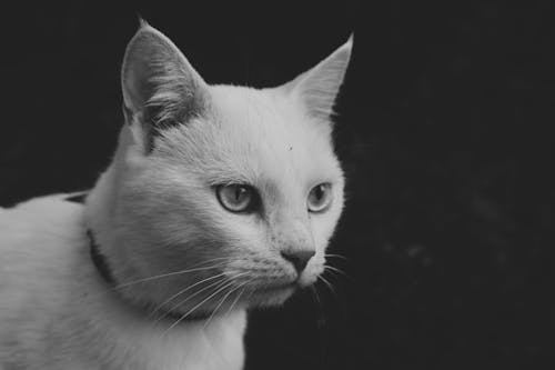 Monochrome Photo of Cat