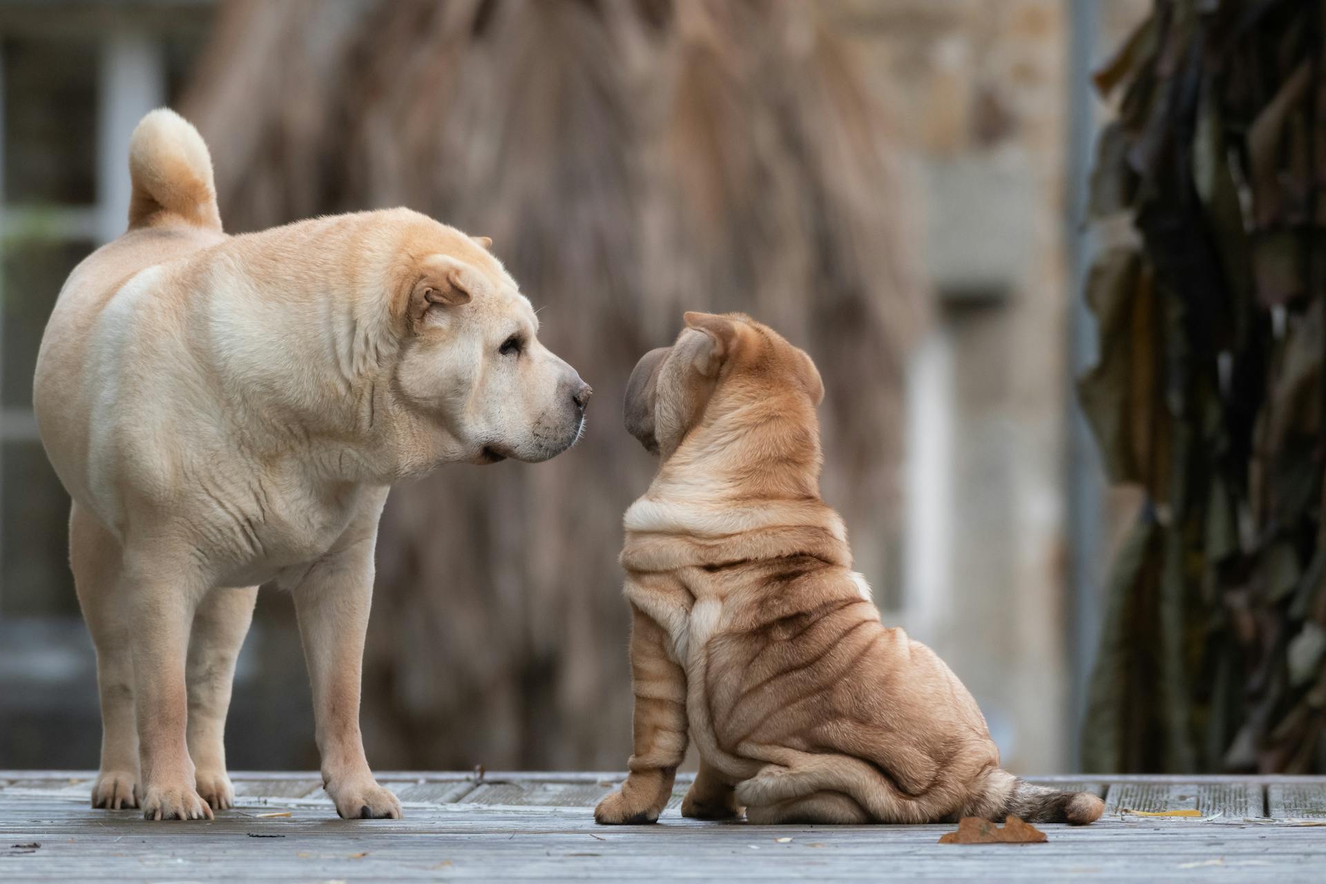 Söta Shar Pei-hundar