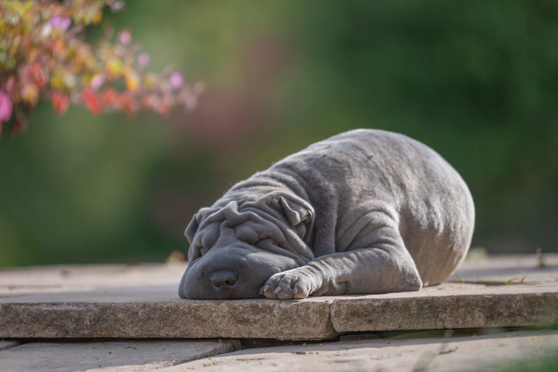 pexels-photo-15960405 Squishface Flexible Silicone Dog Wrinkle Paste Applicator Review: What to Check Before Buying