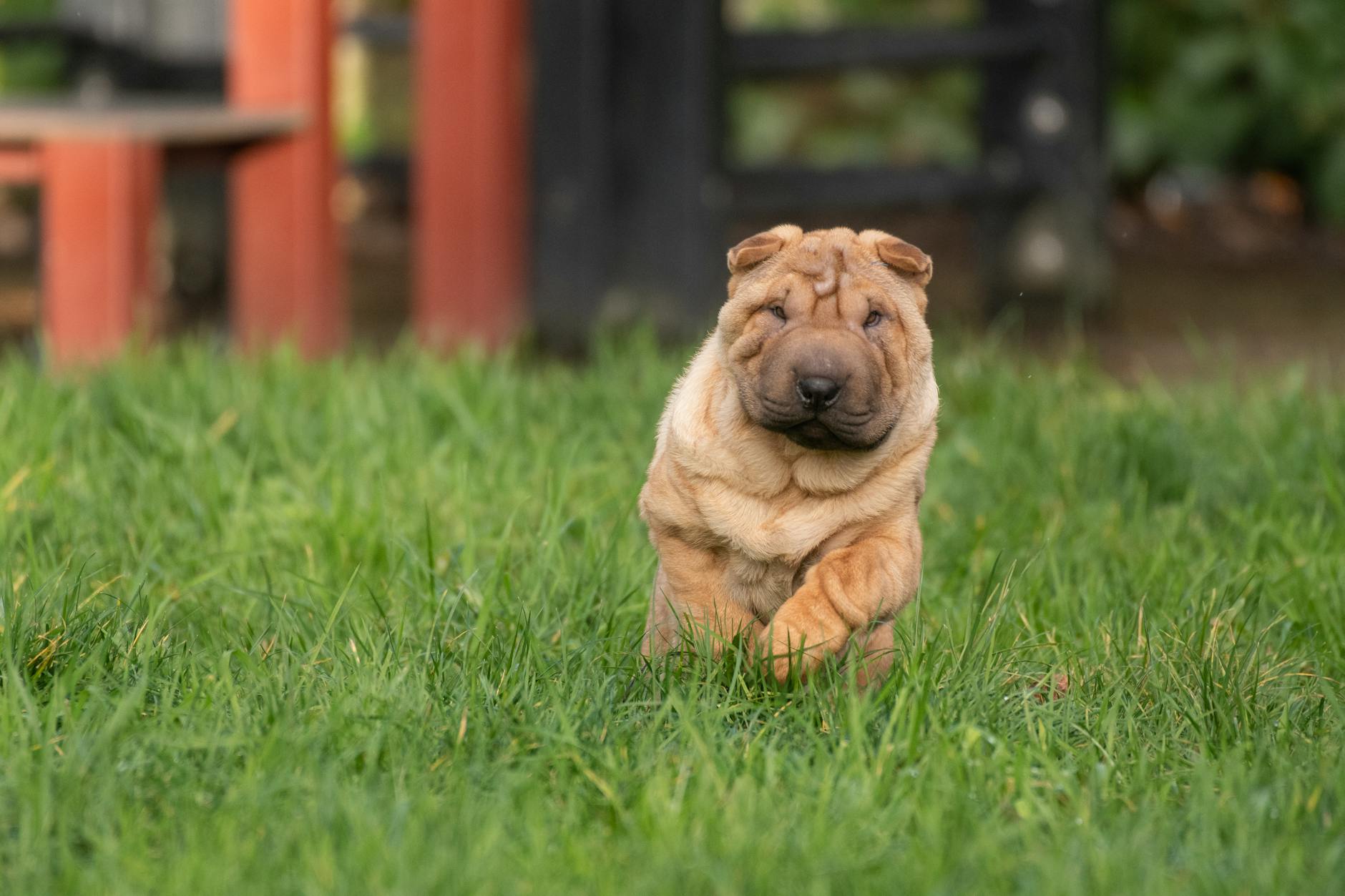 Charming Shar Pei puppy running joyfully in a vibrant green park, capturing playful and endearing moments.