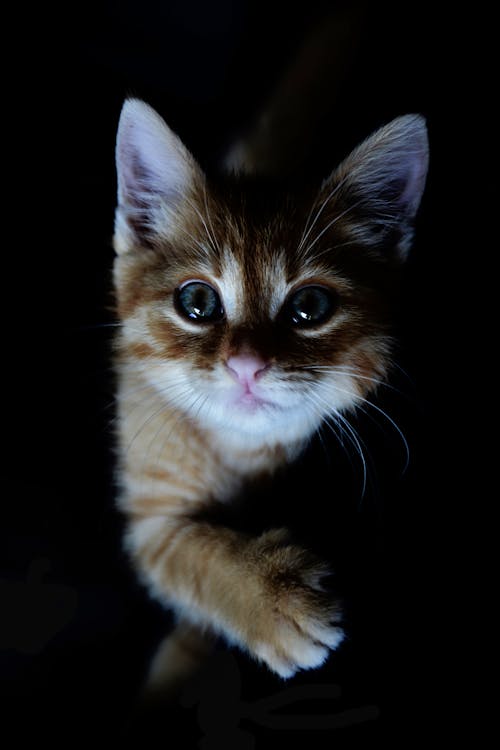 Free Orange Tabby Kitten Stock Photo