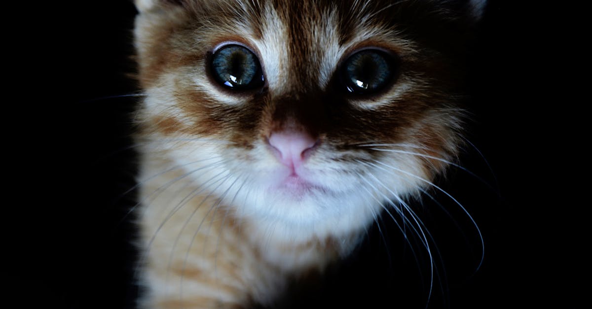 How to get your cat to come home