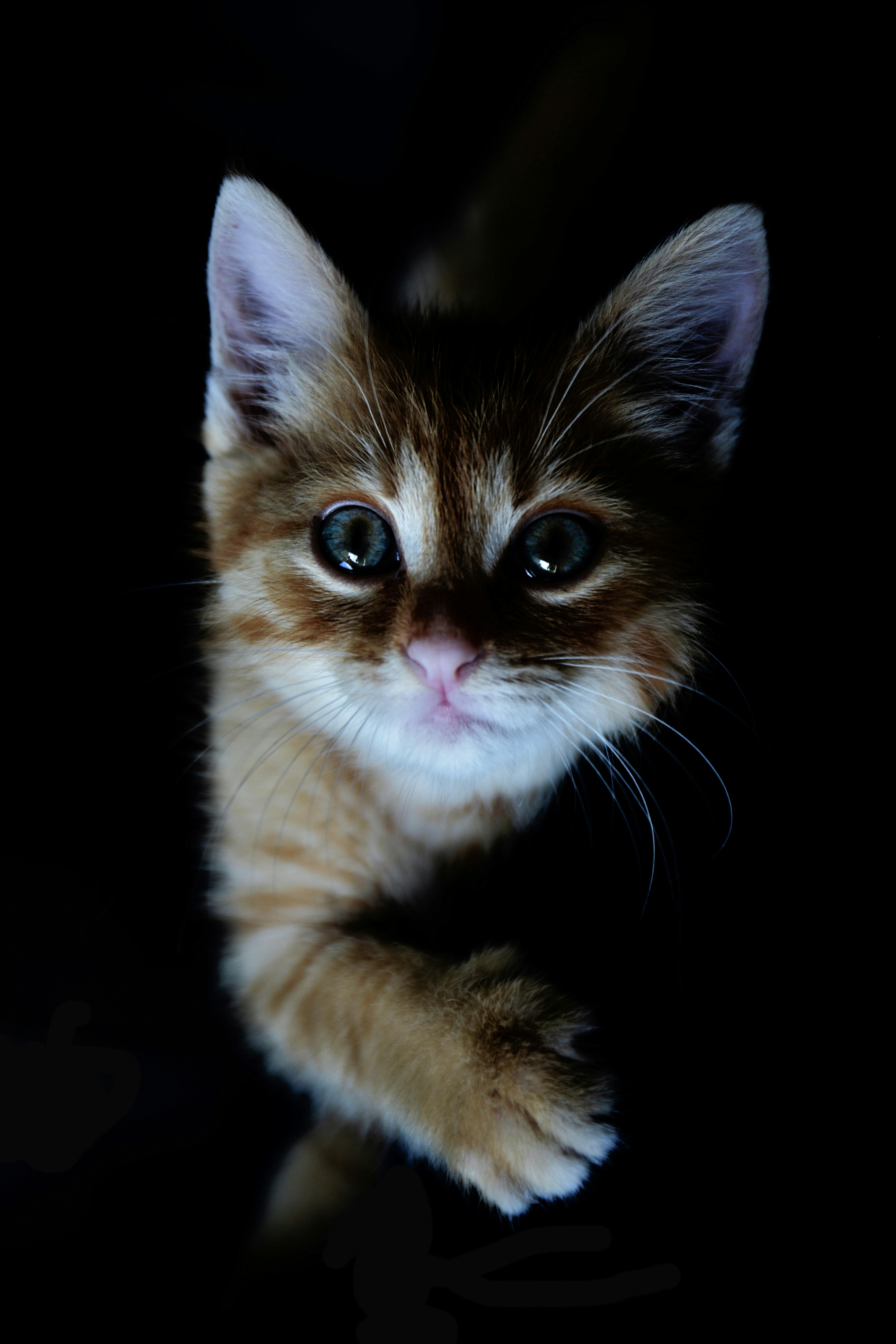 Orange Tabby Kitten · Free Stock Photo