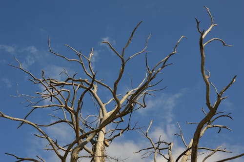 Foto profissional grátis de árvore, aumento, céu azul