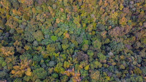 Birds Eye View of Forest