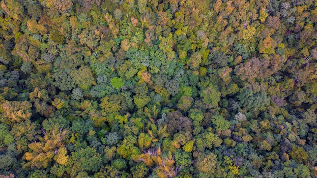 Aerial shot of dense, vibrant forest canopy in Trinidad, showcasing rich greenery and natural textures.