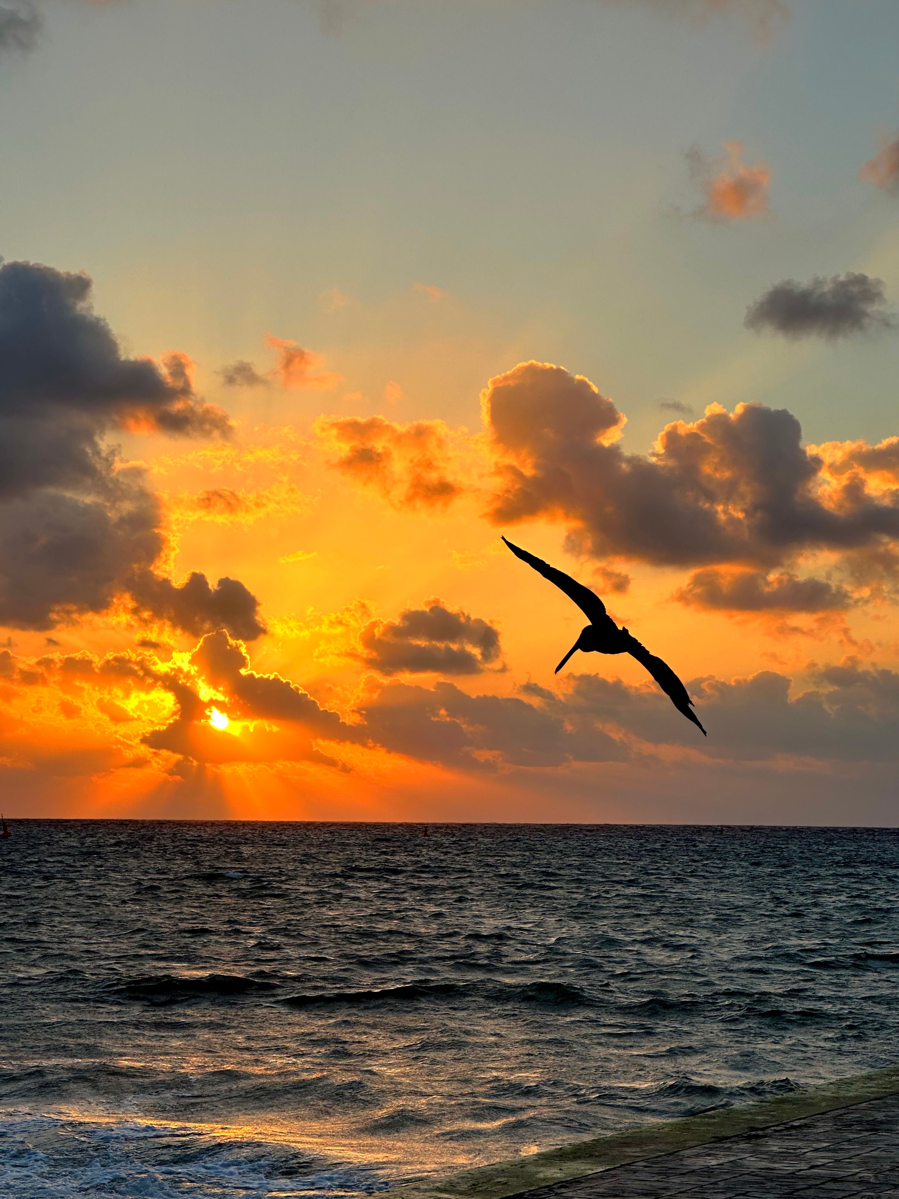 Silhouetted Bird Flying over the Sea at Sunset · Free Stock Photo