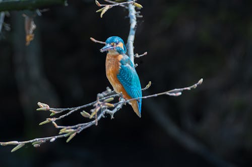 European Bee Eater Bird in Nature