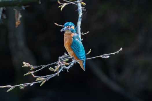 Free stock photo of animal, animal photography, avian
