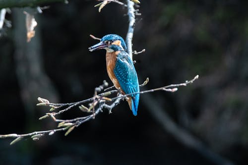 Fotobanka s bezplatnými fotkami na tému európsky včelár, fotografie zvierat žijúcich vo voľnej prírode, hřadování