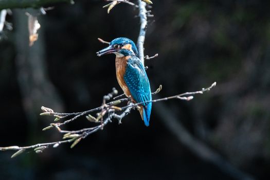 Free stock photo of animal, animal photography, avian