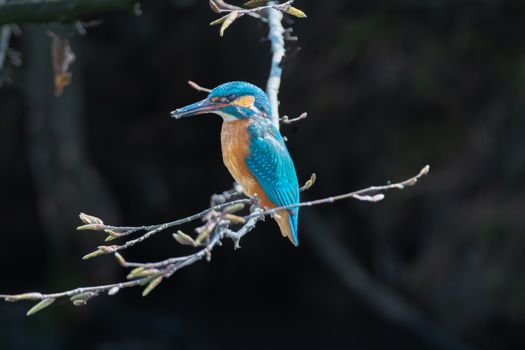 Free stock photo of animal, animal photography, avian