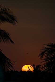 Serene sunset scene with palm tree silhouettes and birds against the darkening sky.