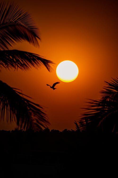 Free Scenic Photo of a Sunset with a Flying Bird Stock Photo