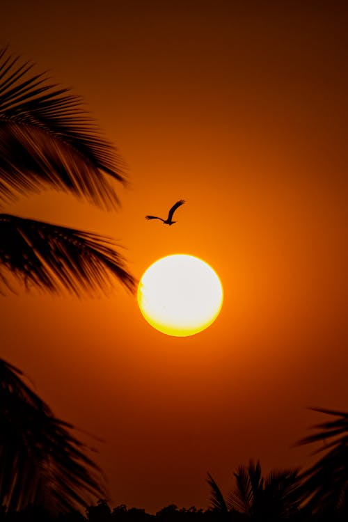 คลังภาพถ่ายฟรี ของ ซิลูเอตต์, ดวงอาทิตย์, ต้นปาล์ม