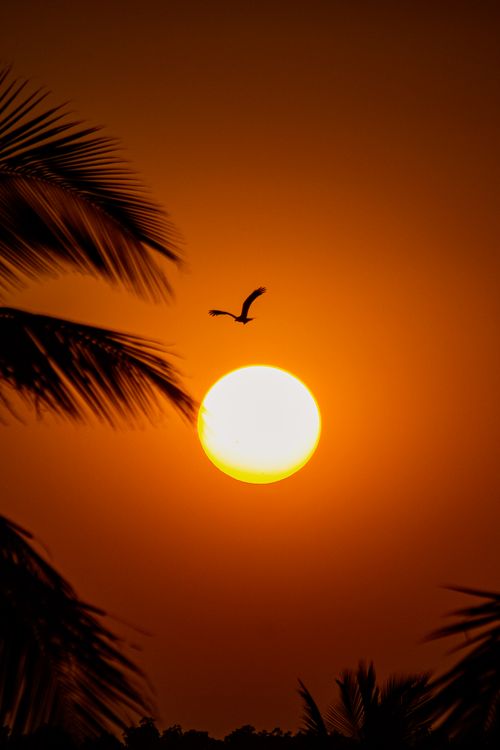 Free Silhouetted bird flying against a vivid sunset with palm leaves framing the scene. Stock Photo