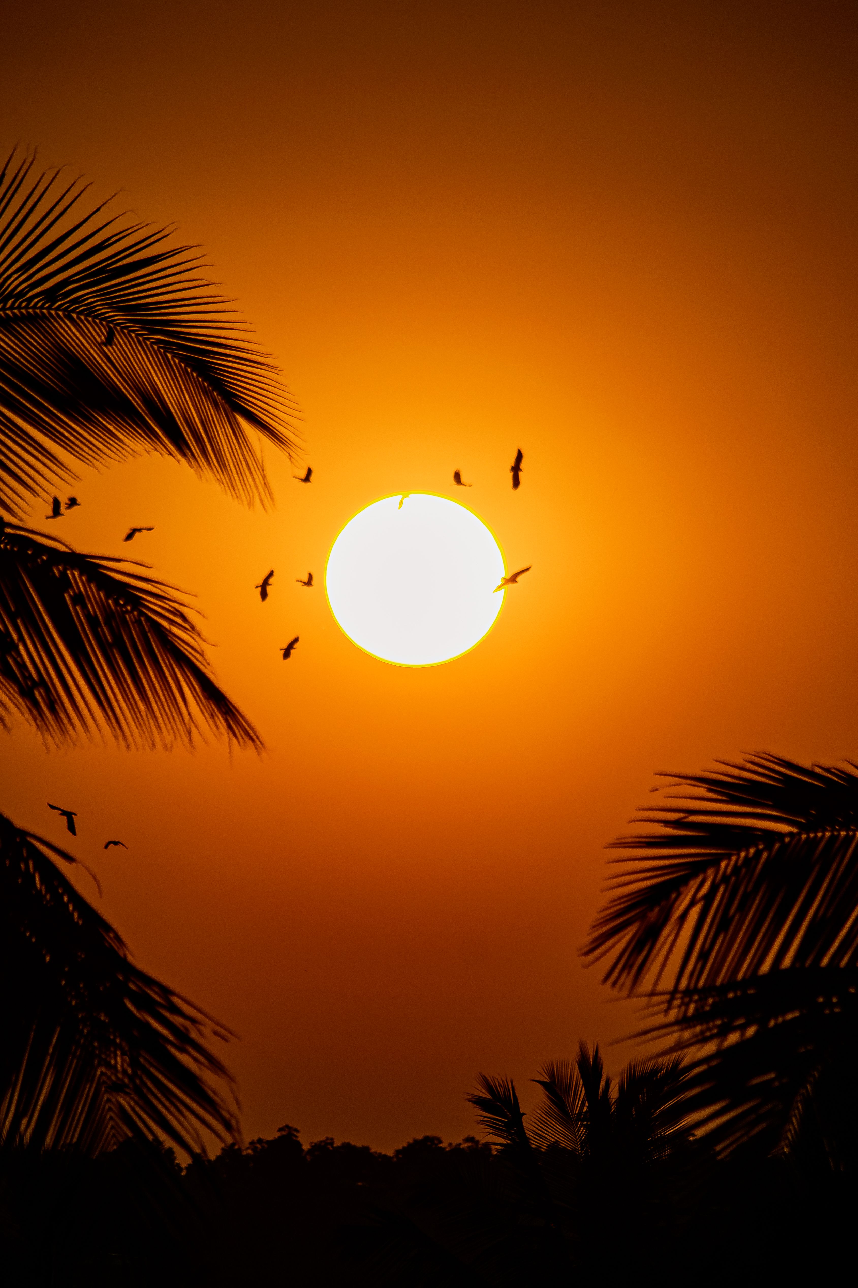 Sun on Yellow Sky and Birds Flying at Sunset · Free Stock Photo