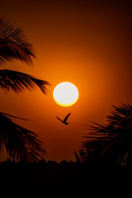 Bird Flying under Sun at Sunset on Clear, Yellow Sky