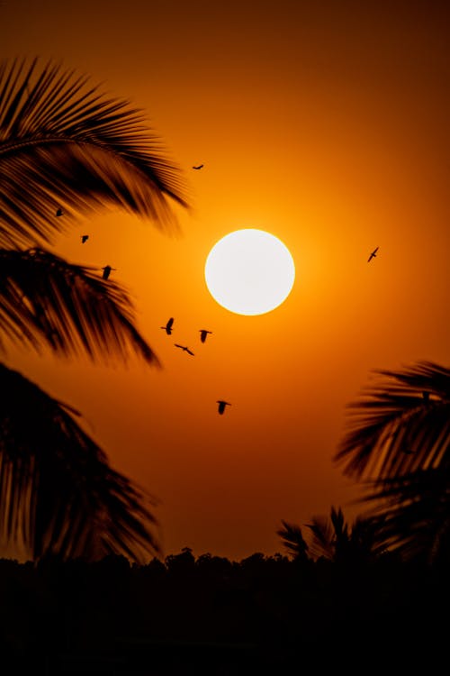 Silhouetted Palm Trees and Birds on the Background of a Sunset Sky