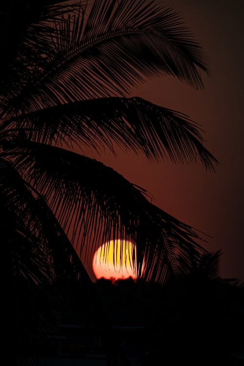 Free A tranquil sunset view with palm tree silhouettes and a vibrant sun setting against the clear sky. Stock Photo
