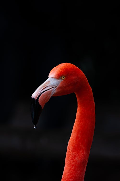 Head of Flamingo