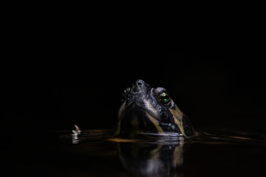 turtle photo