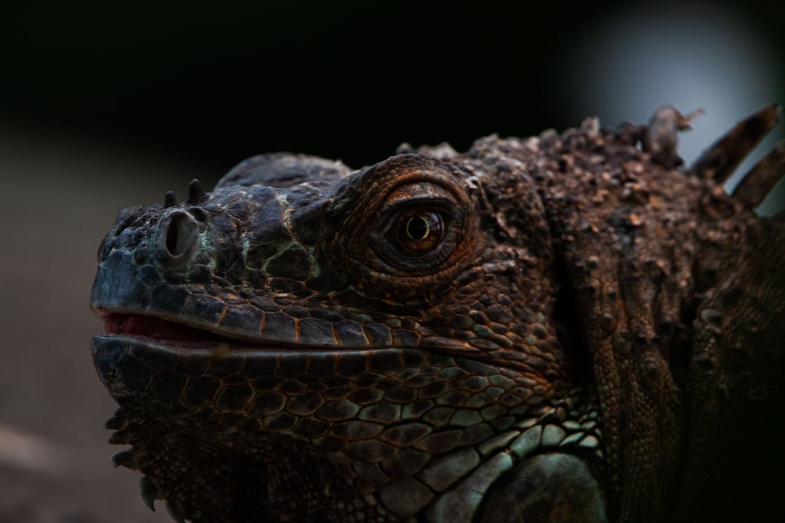 Close-up of the Head of an Iguana 