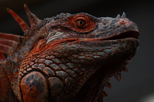 Close-up of the Head of an Iguana 