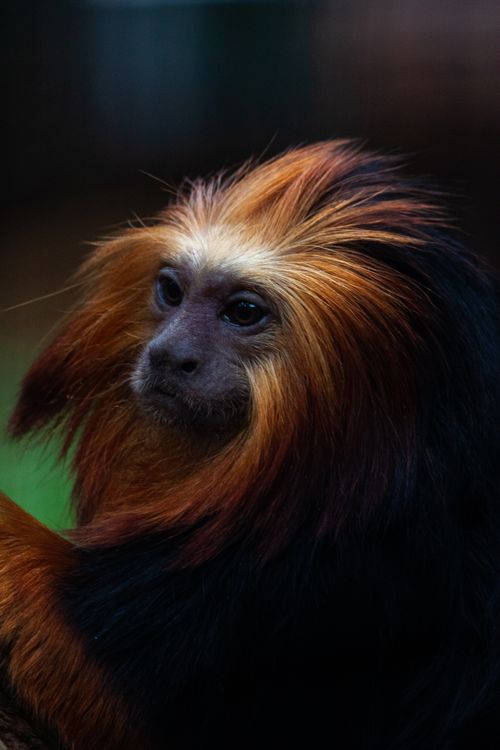Free Stunning close-up photo of a golden-headed lion tamarin, showcasing vibrant fur in a tropical setting. Stock Photo