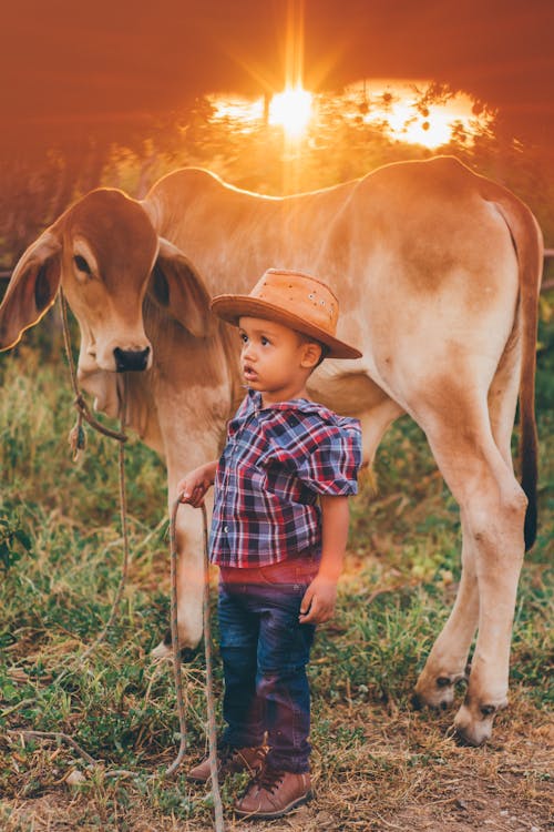 A Little Boy Standing next to a Cow on a Pasture 