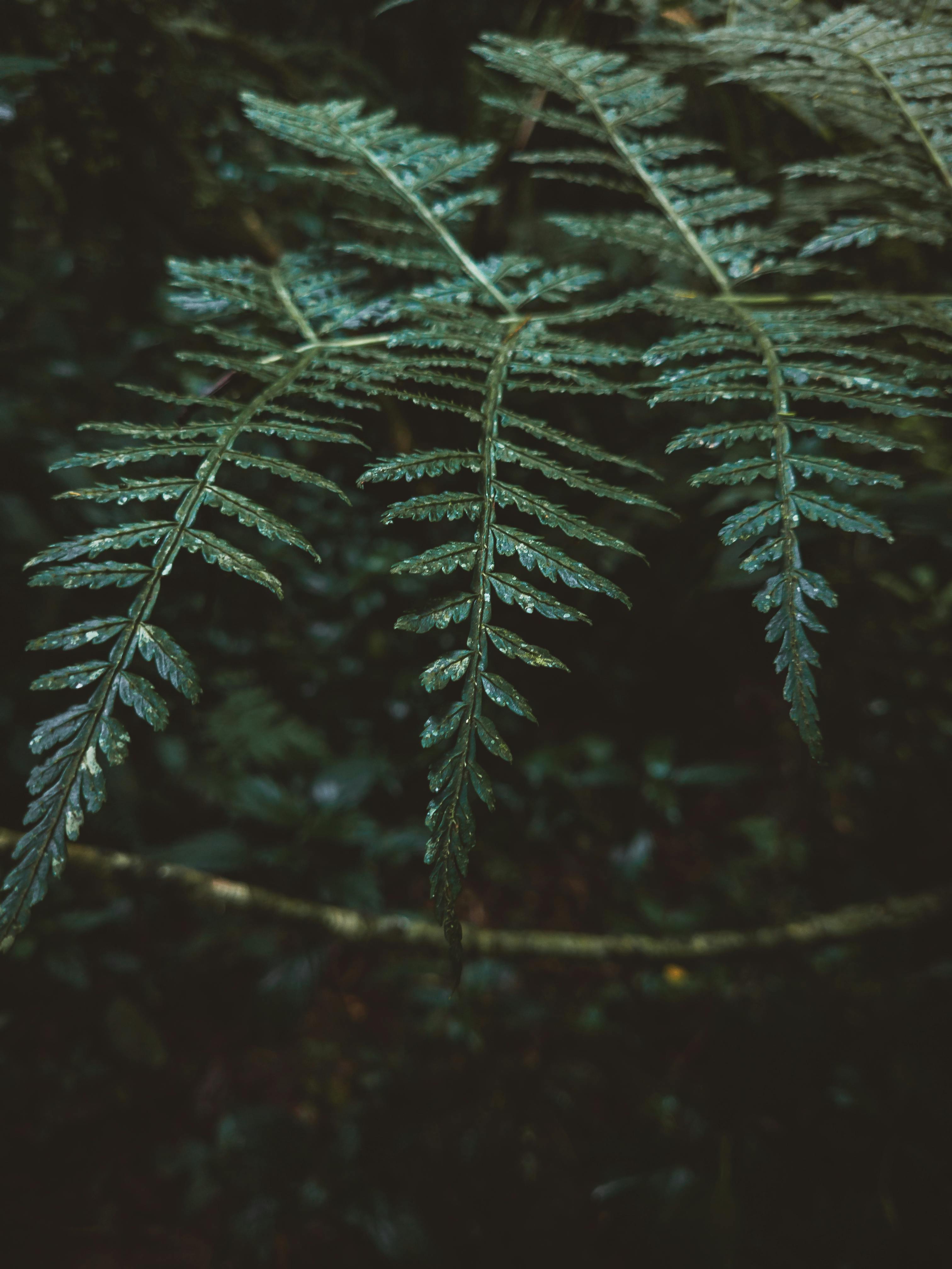 Green Leaves · Free Stock Photo