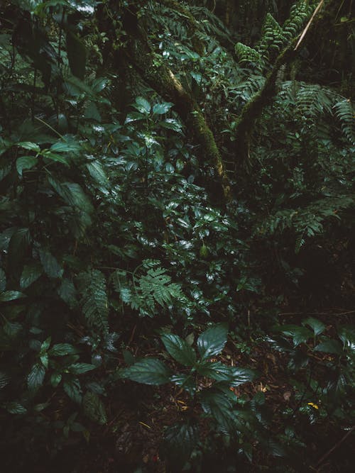 叢林, 垂直拍摄, 增長 的 免费素材图片
