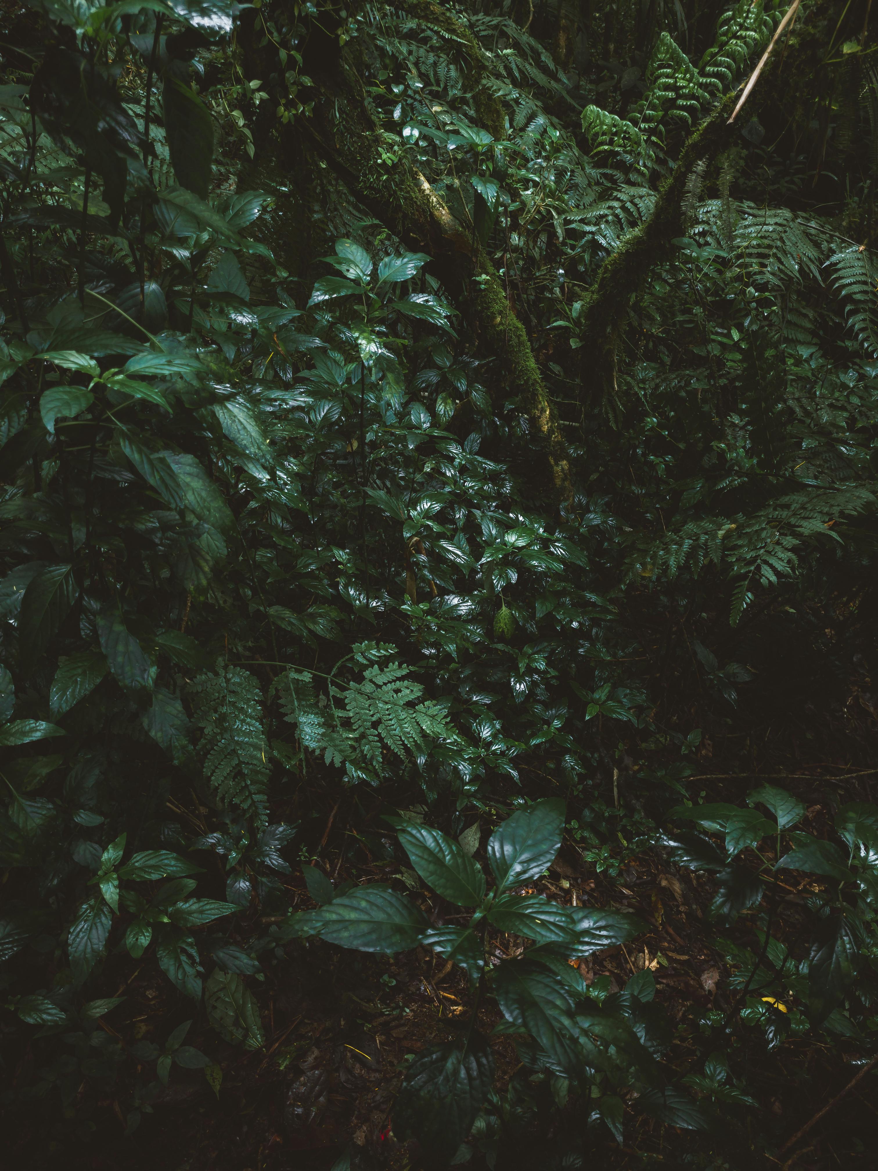 Dark Green Bushes in a Rainforest · Free Stock Photo