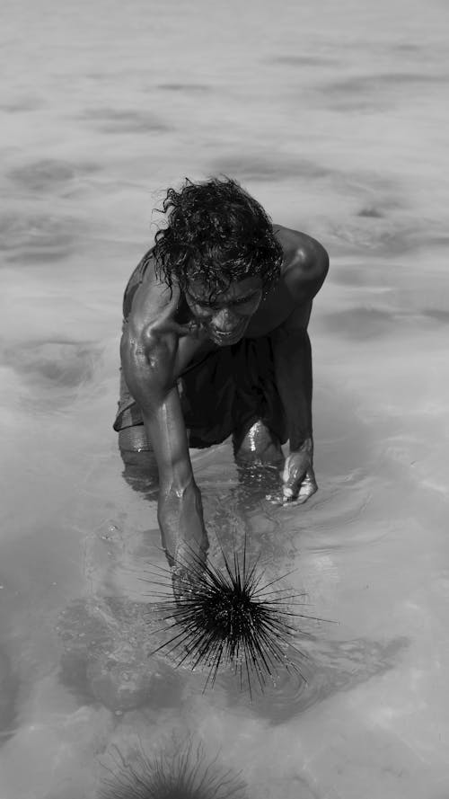 Základová fotografie zdarma na téma černobílý, mělký, mořský ježek