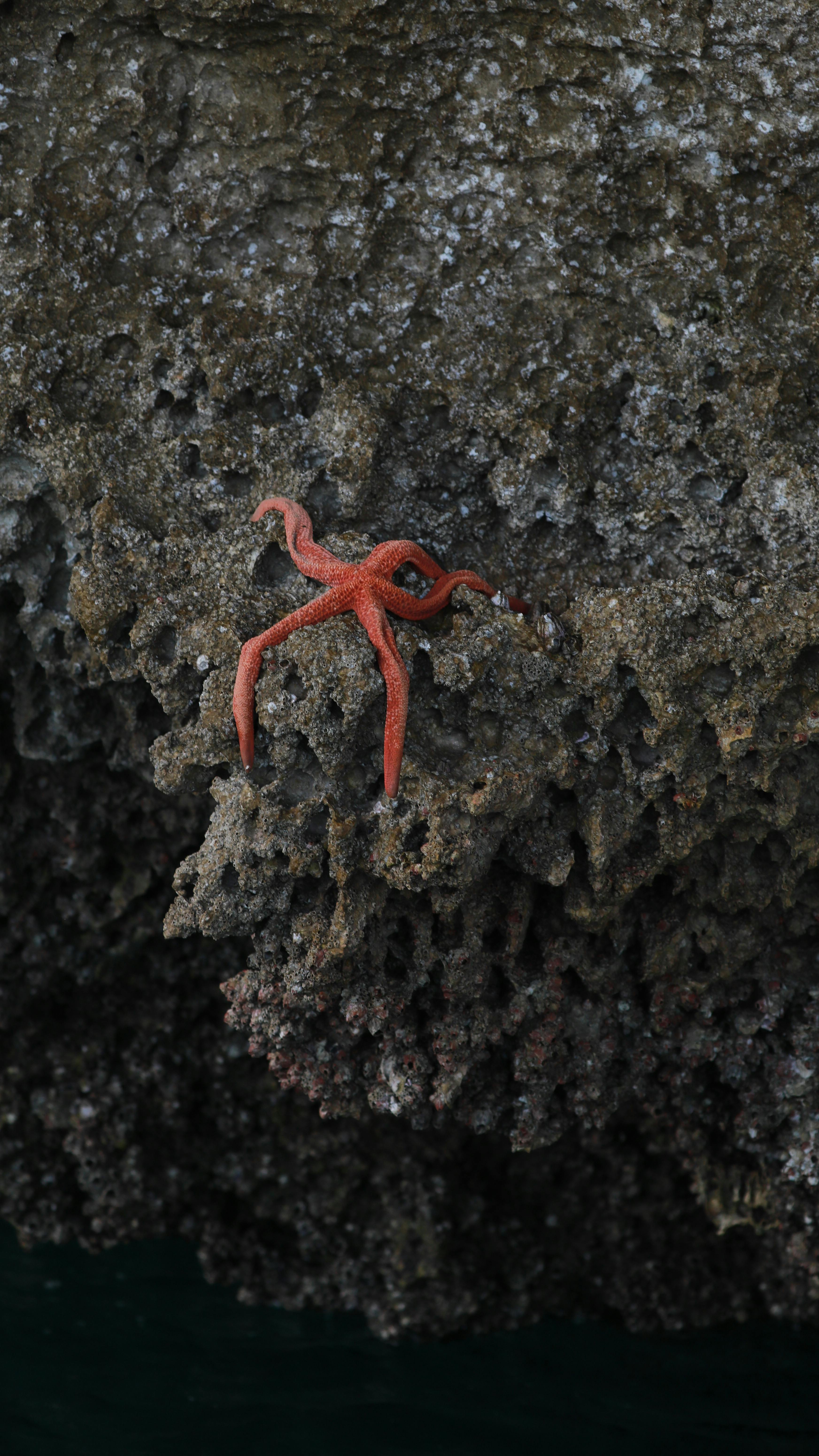 Vivid red starfish crawling on a coral reef wall underwater.
