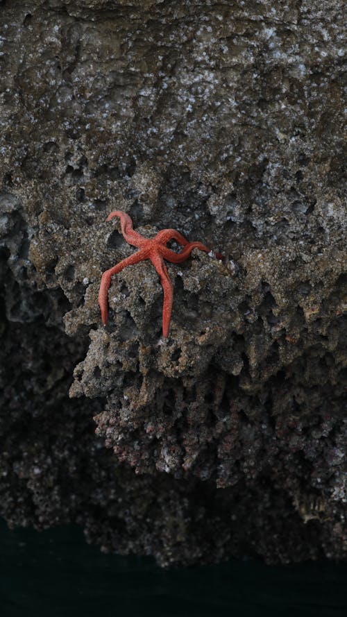 うそ, サンゴ, ヒトデの無料の写真素材
