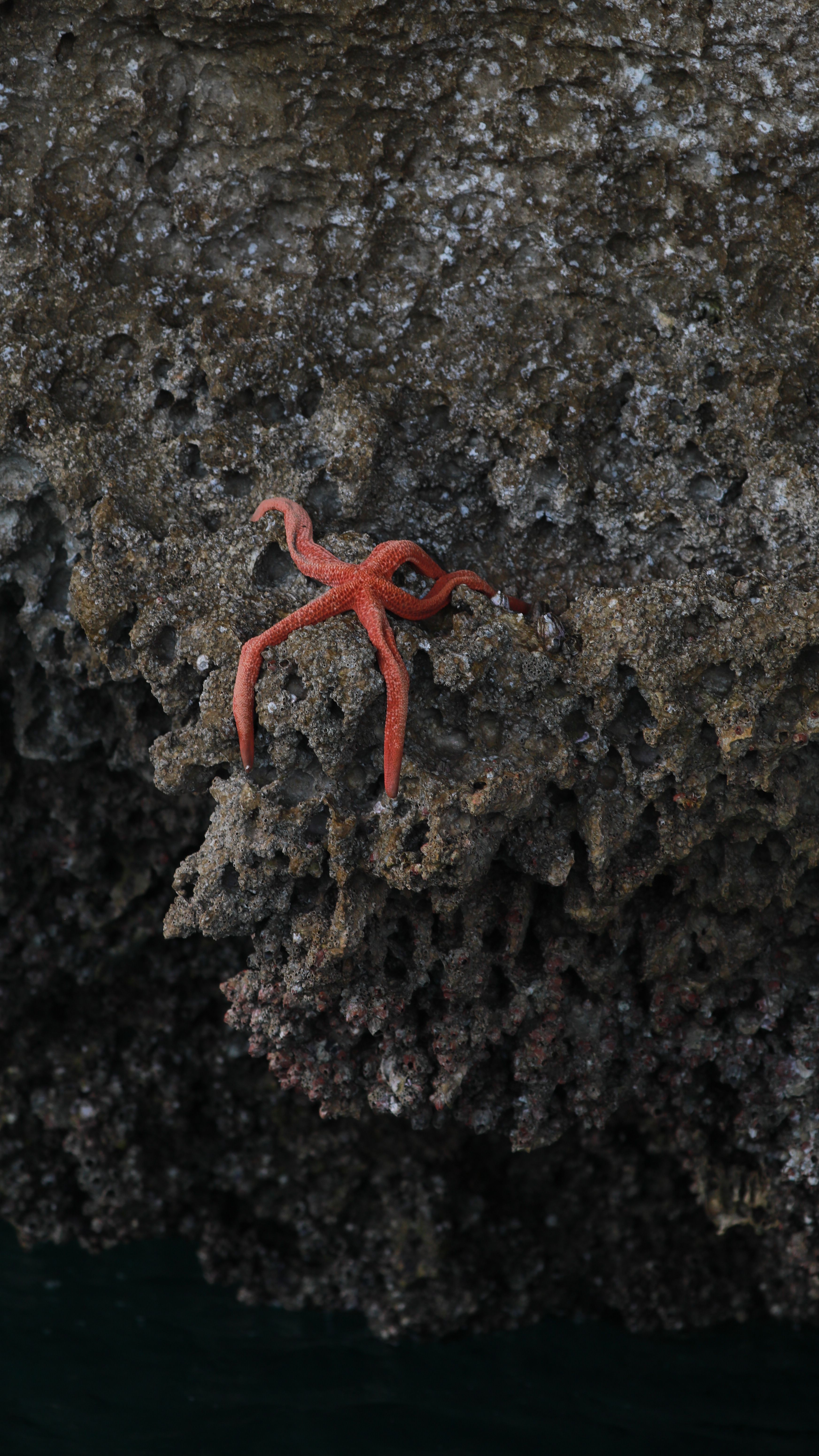 Starfish Moving Underwater Free Stock Photo