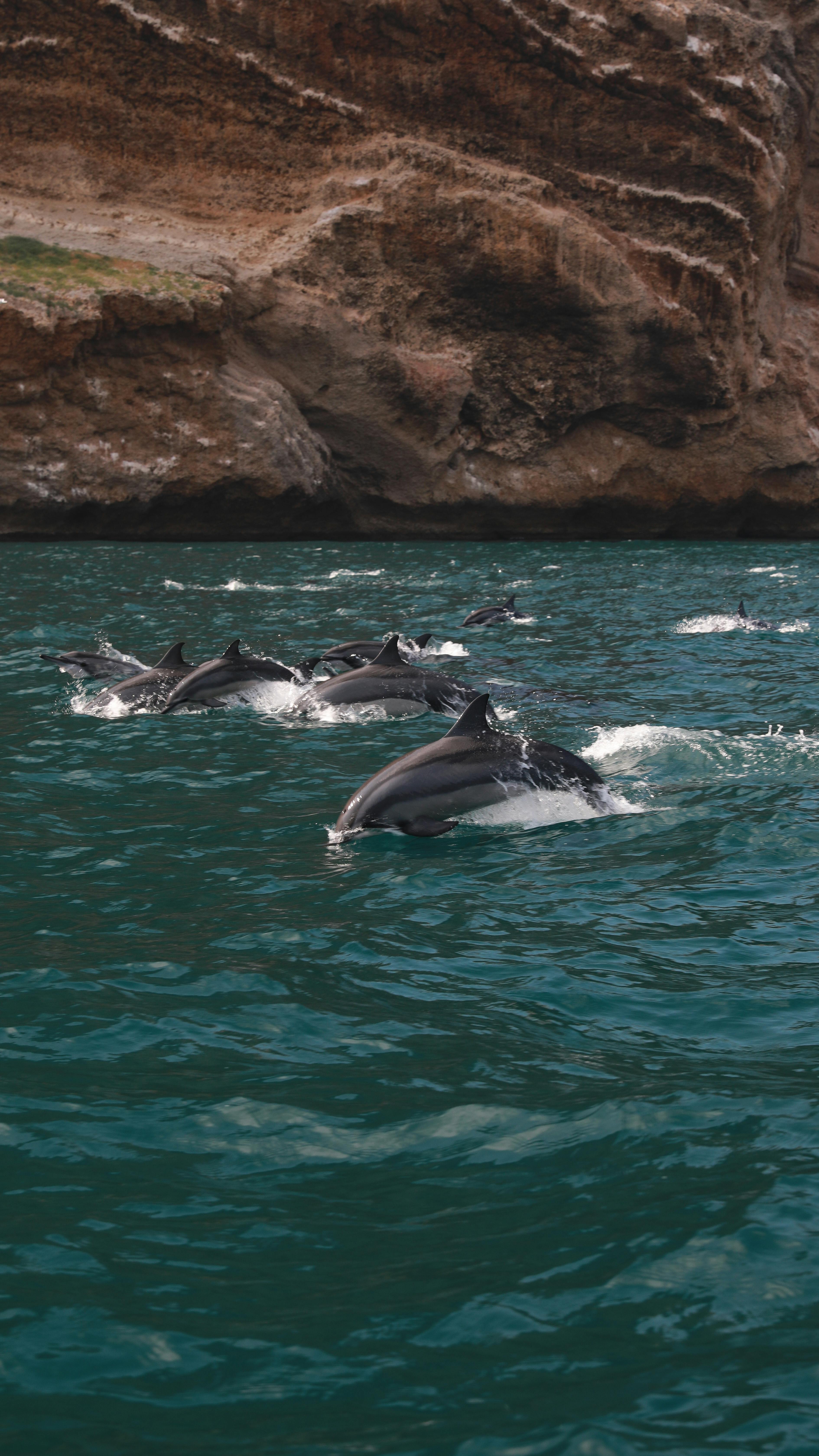 Dolphins gracefully leap through ocean waters near rocky shoreline, showcasing nature's beauty.