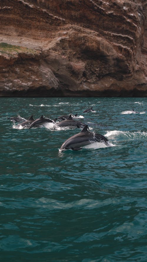 Ingyenes stockfotó delfinek, emlősök, függőleges lövés témában
