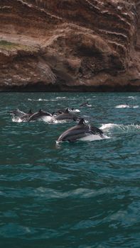 dolphin photo