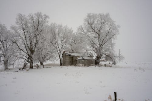コールド, 冬, 木の無料の写真素材