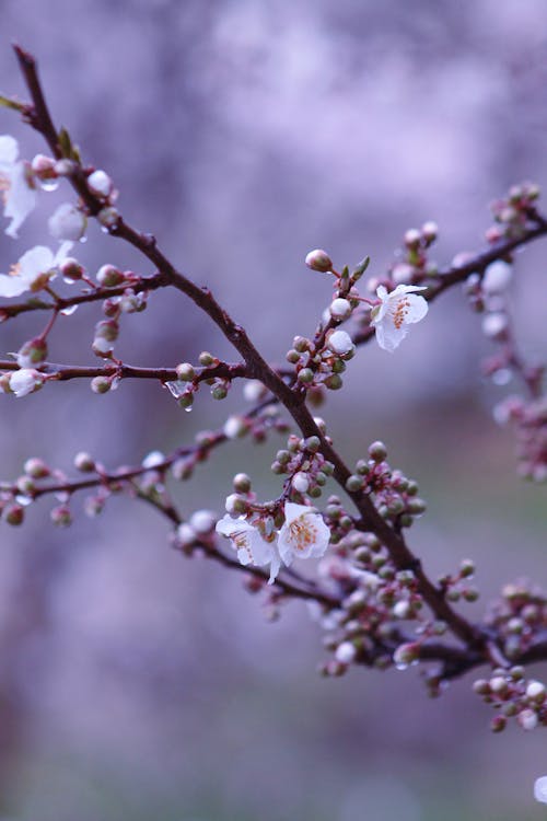 Ingyenes stockfotó ág, cseresznyevirág, fa témában