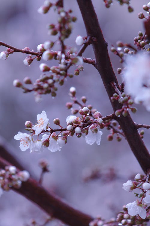 Безкоштовне стокове фото на тему «вертикальні постріл, весна, вишневий цвіт»