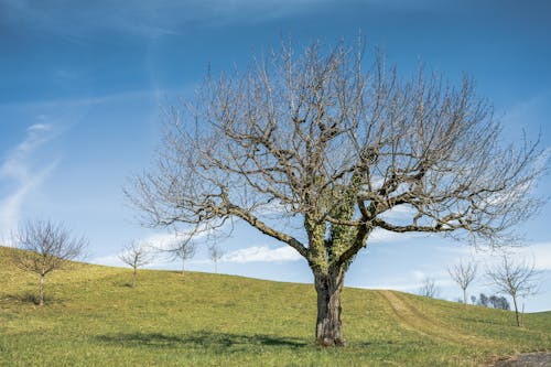 A Leafless Tree on a Field under Blue Sky 